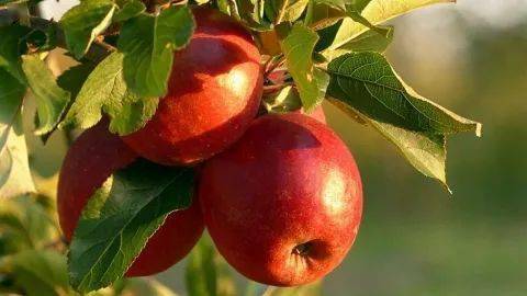 苹果智利版好用吗:智利推出甜如樱桃的苹果新品种，力图撬动中日市场