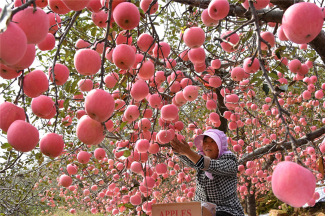 苹果丰收的新闻稿描写红彤彤的苹果丰收的诗