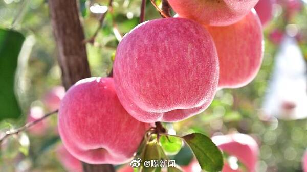 陕西苹果新闻陕西苹果最新批发价格-第2张图片-太平洋在线下载