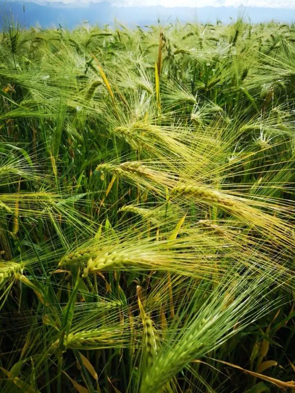 稞麦苹果版(麦苹果泄露版)-第2张图片-QuickQ官网